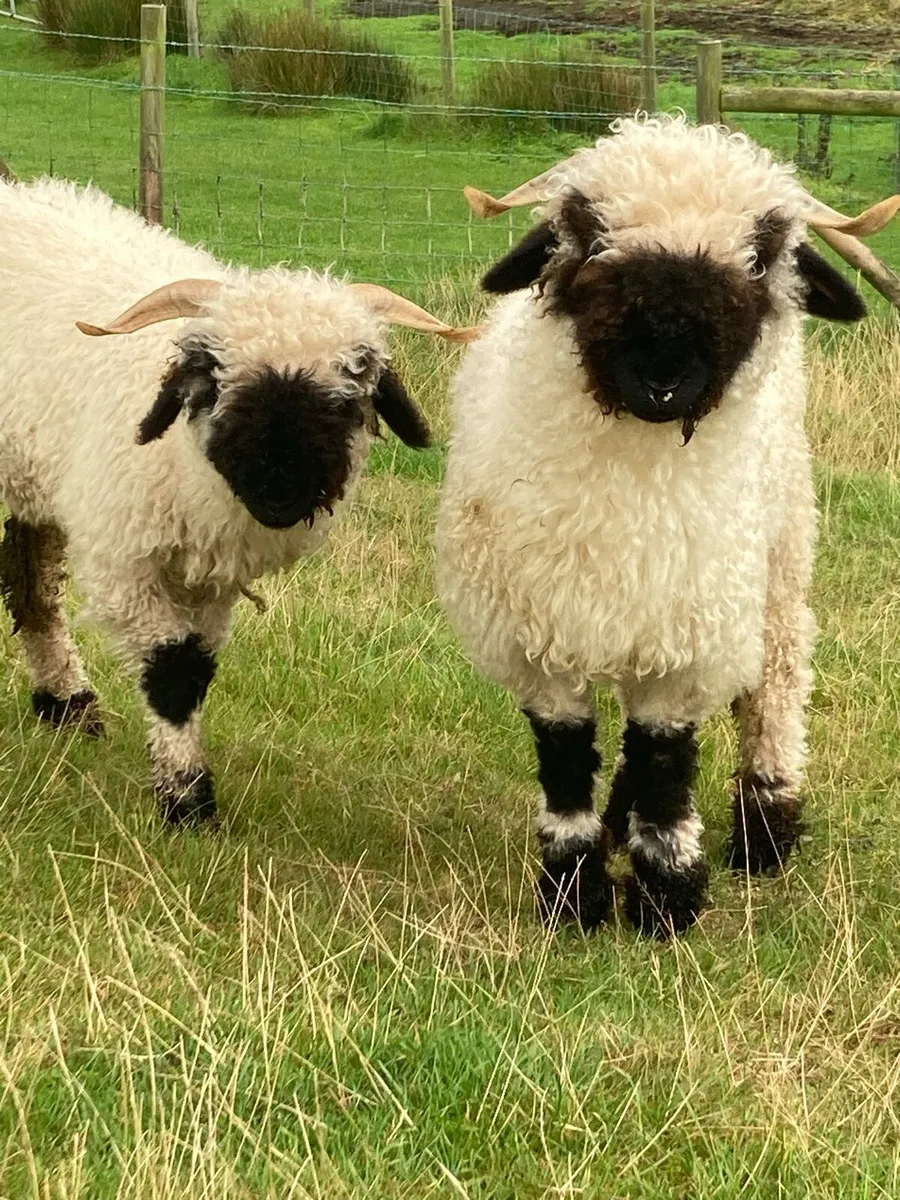 Valais Blacknose ewes - Image 2