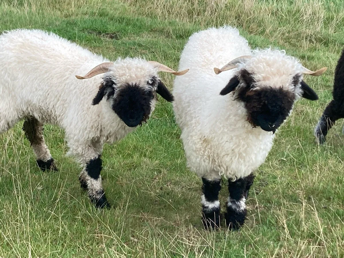 Valais Blacknose ewes - Image 3