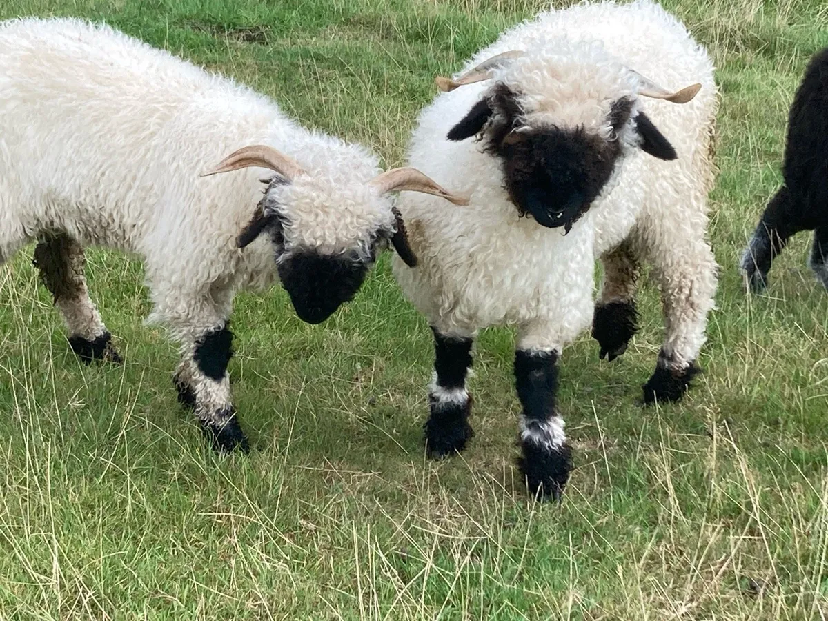 Valais Blacknose ewes - Image 4