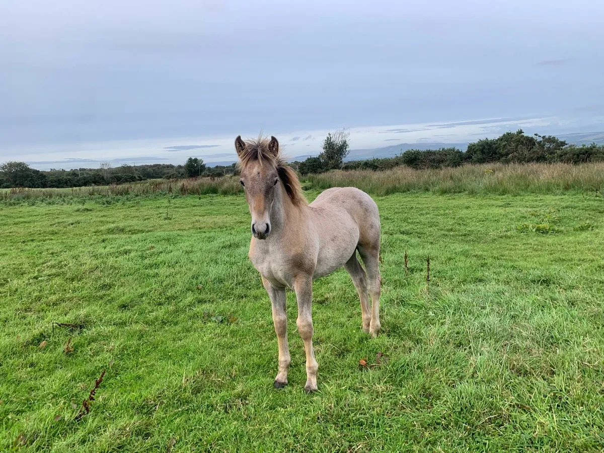 Horse - Image 4