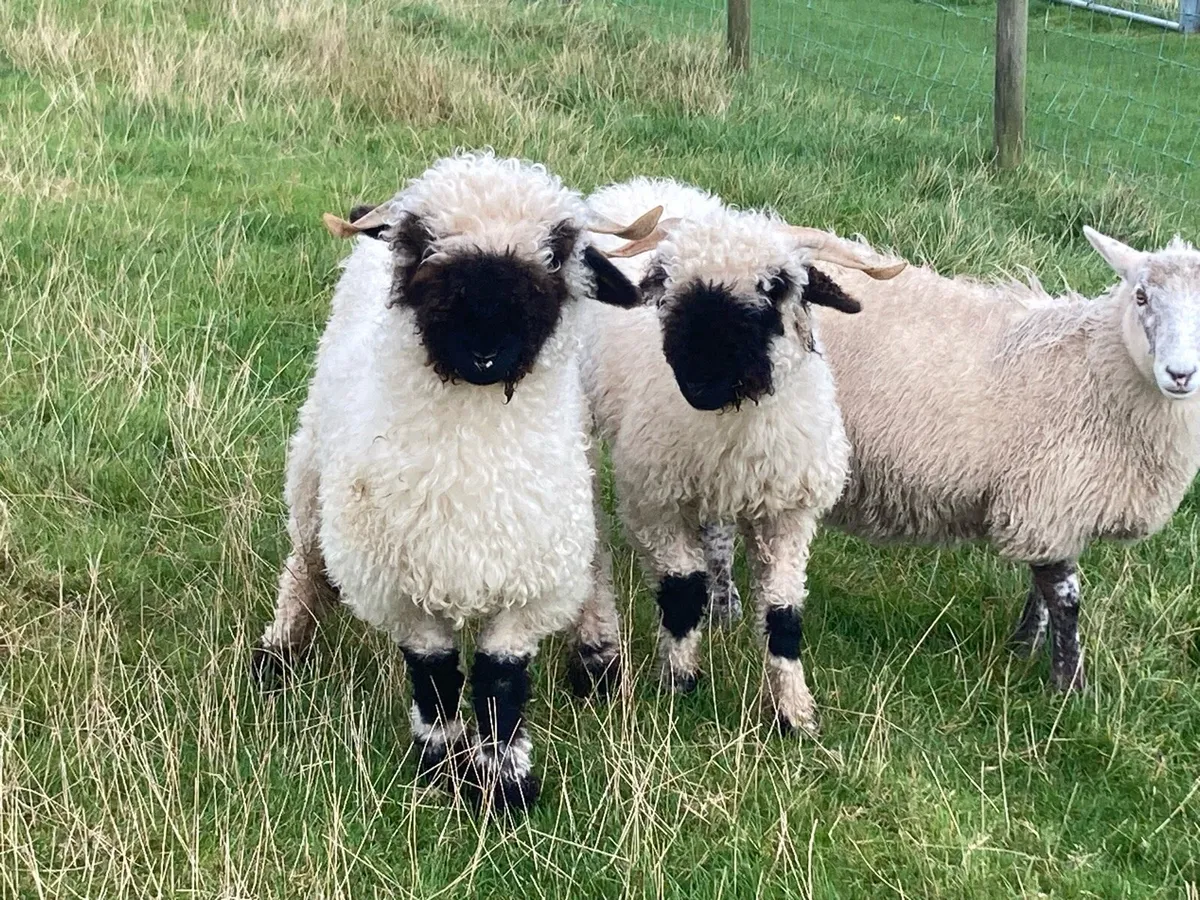 Valais Blacknose ewes - Image 1