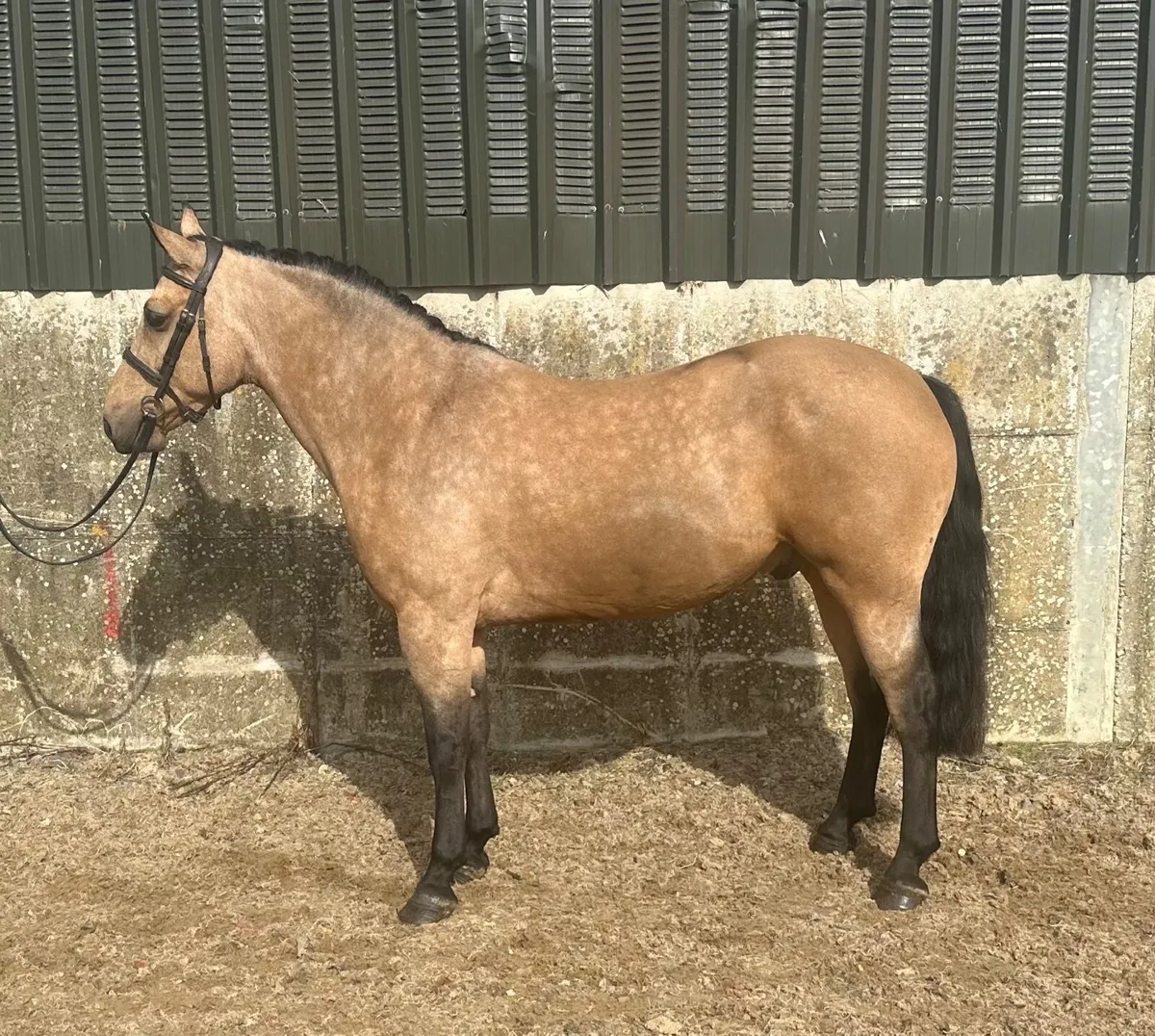 13.2 pony - Image 1