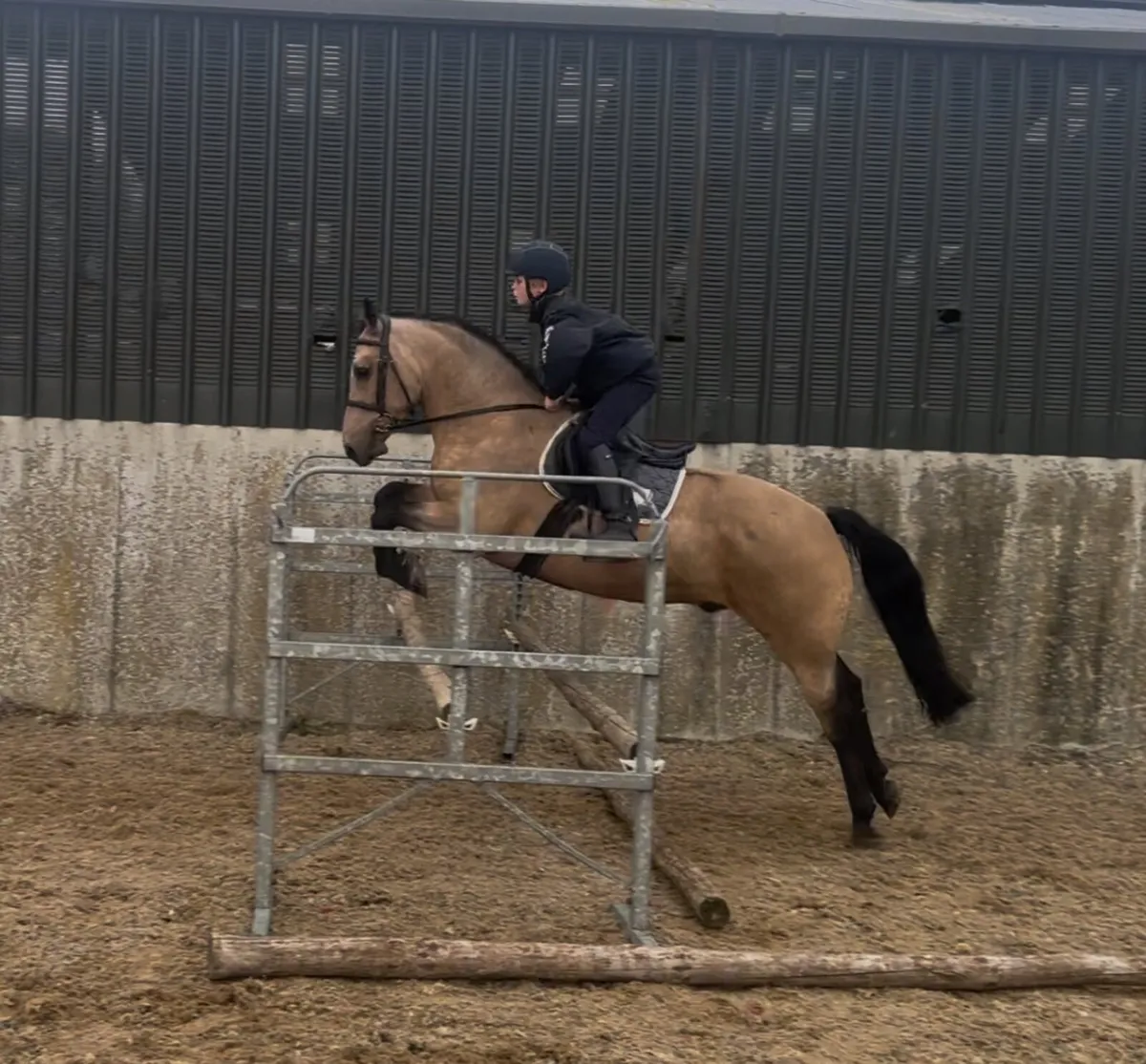 13.2 pony - Image 2