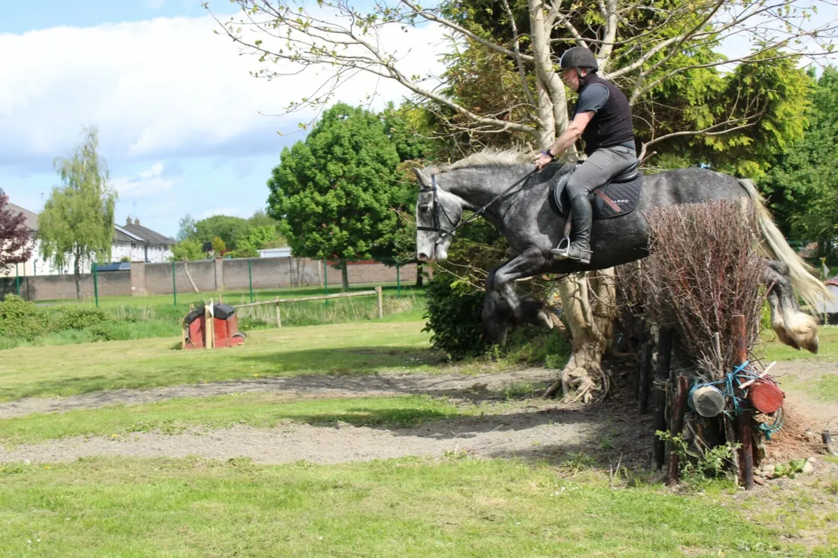 5yr Old Grey Gelding - Image 3