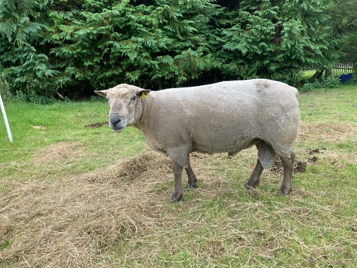 Ram