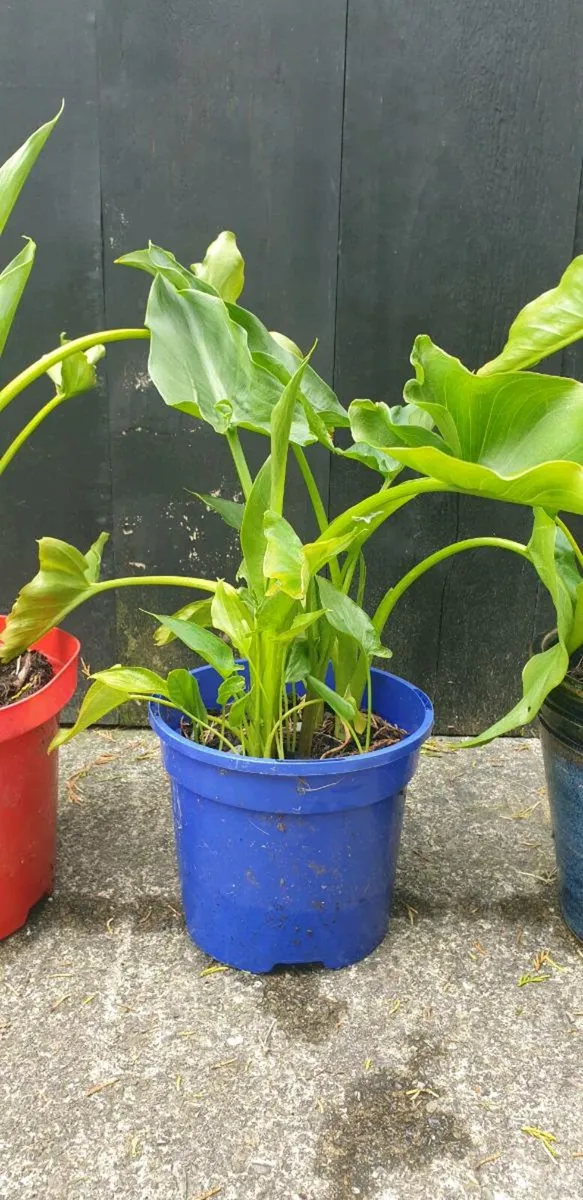 Lily - Image 2