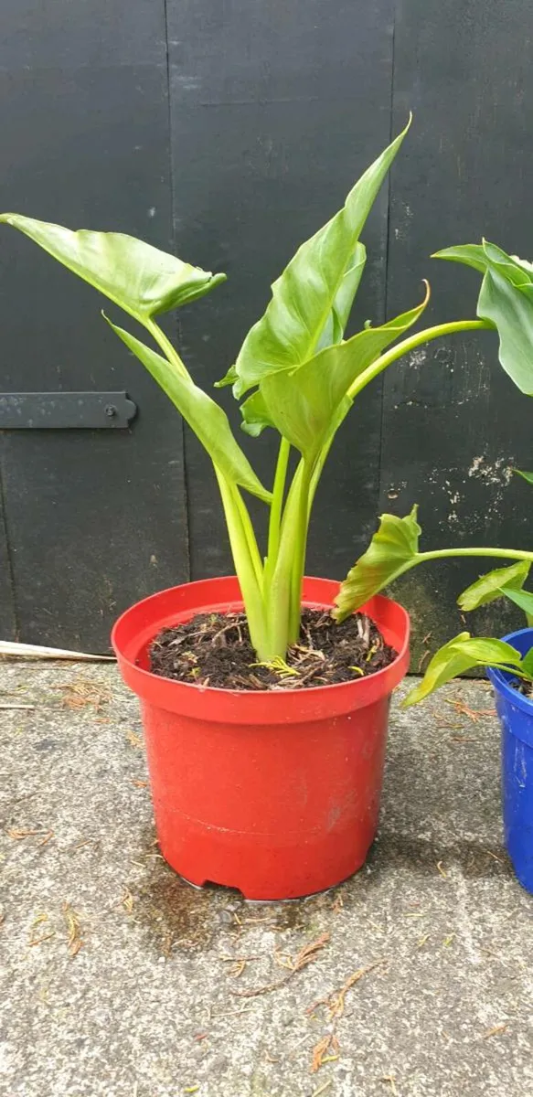Lily - Image 3
