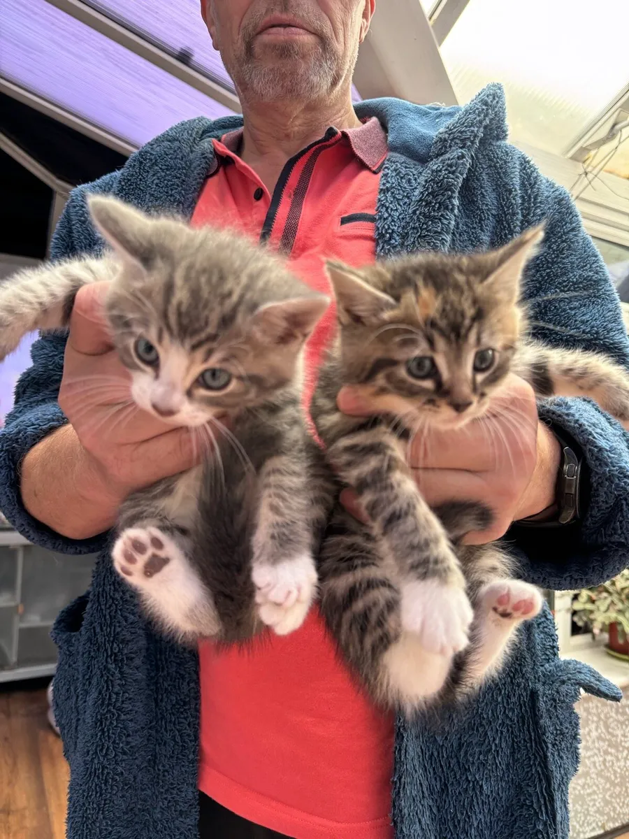 Pets - Image 1