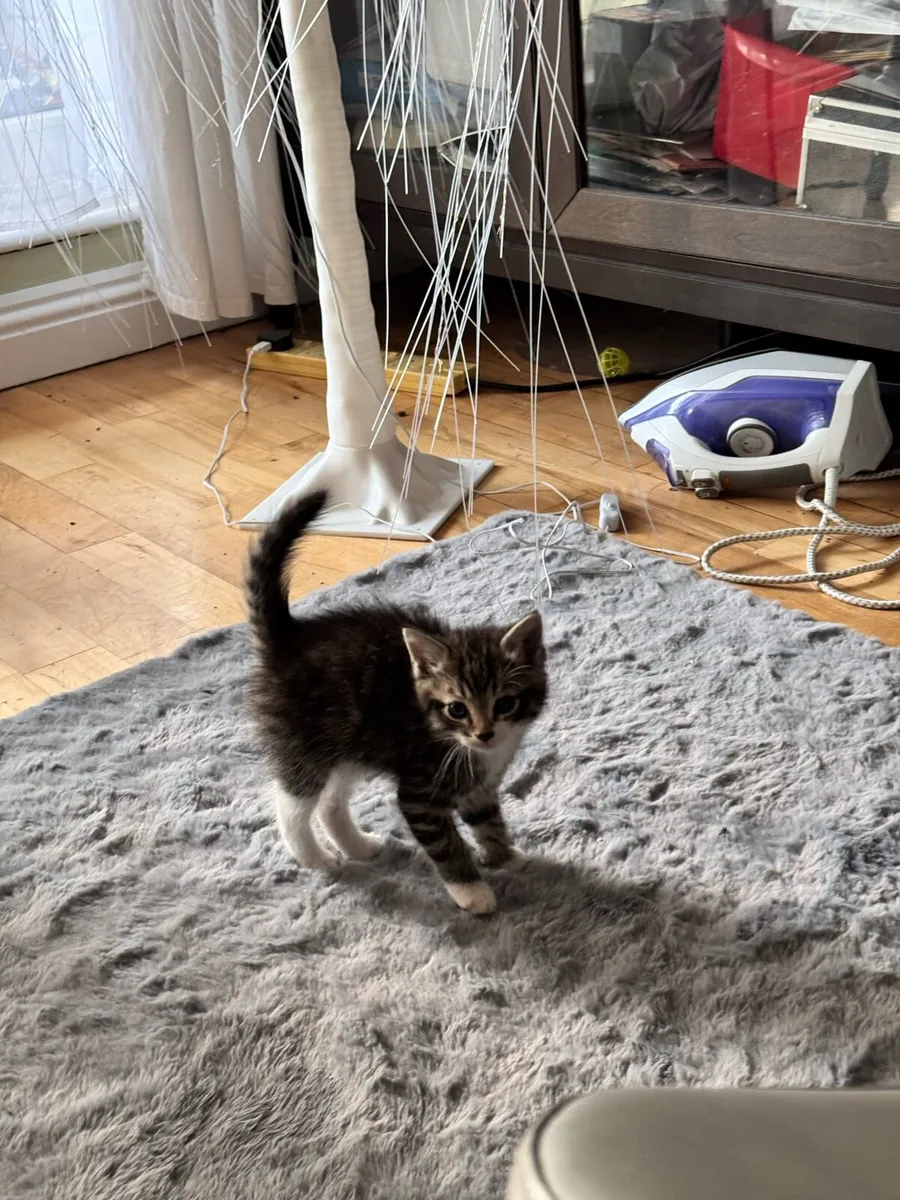 Pets - Image 2