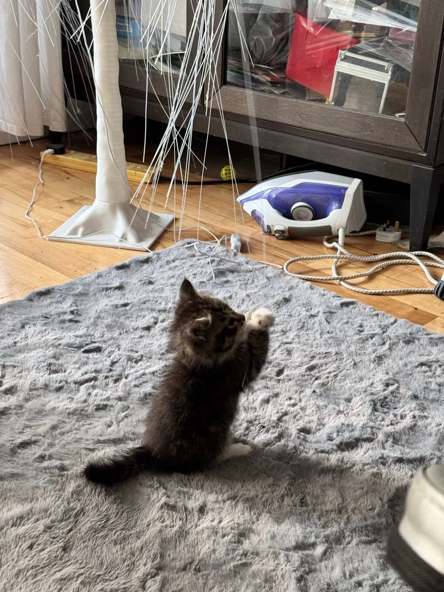 Pets - Image 3