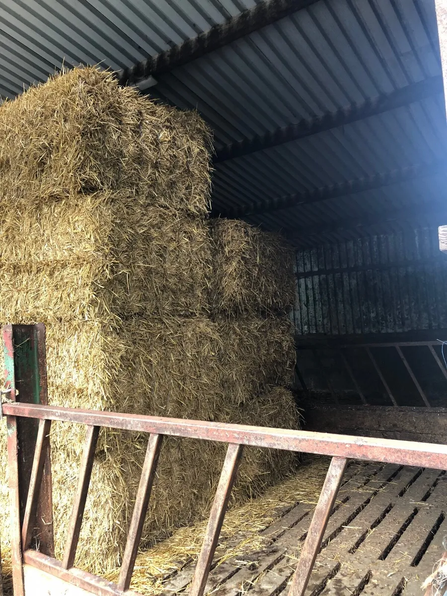 Large square bales of Straw - Image 2