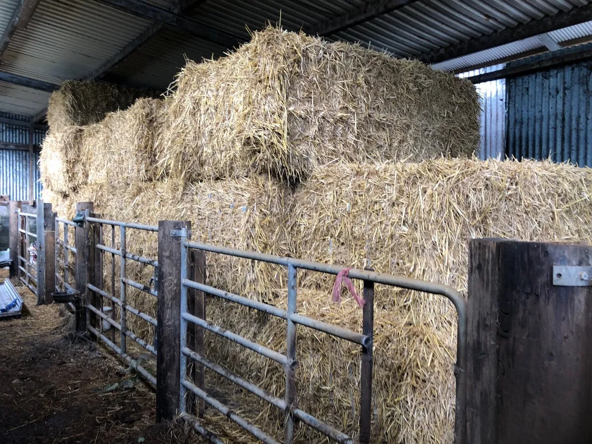 Large square bales of Straw - Image 4
