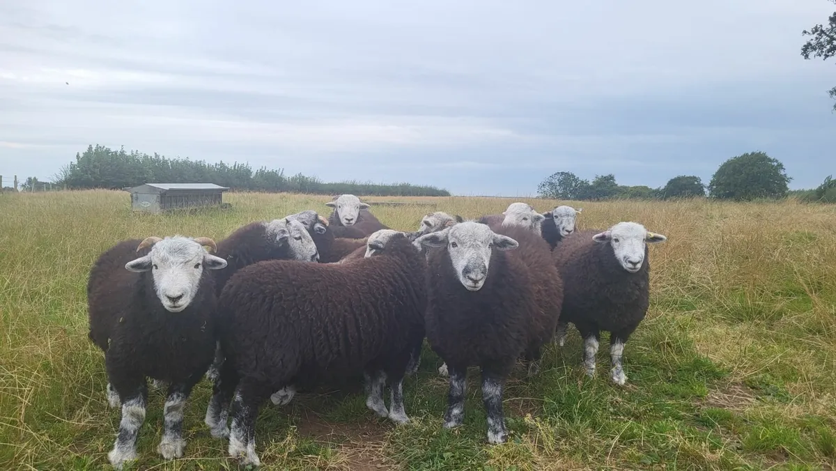 PBNR Herdwick Ram Lambs - Image 1