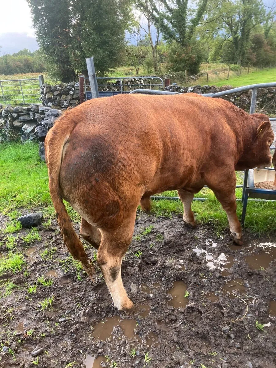 LM Bull - Image 2