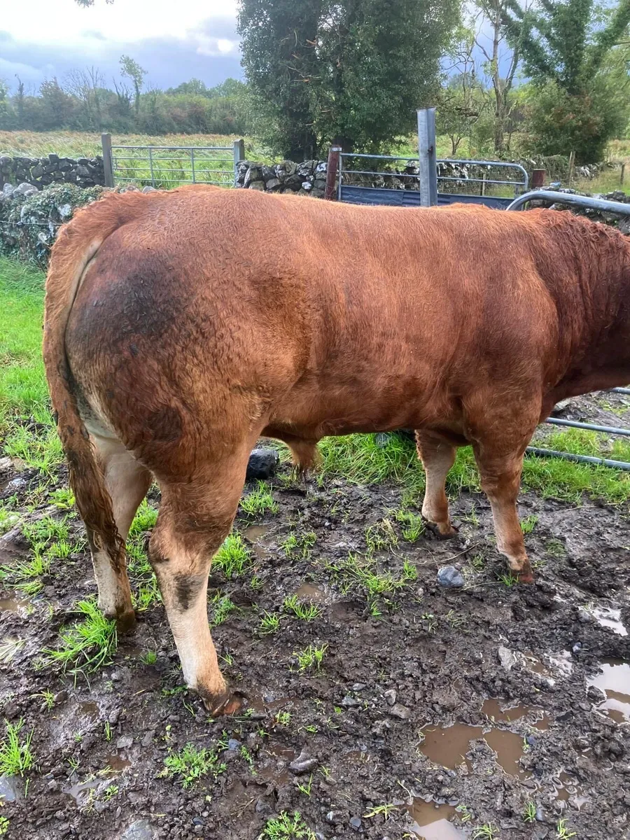 LM Bull - Image 1