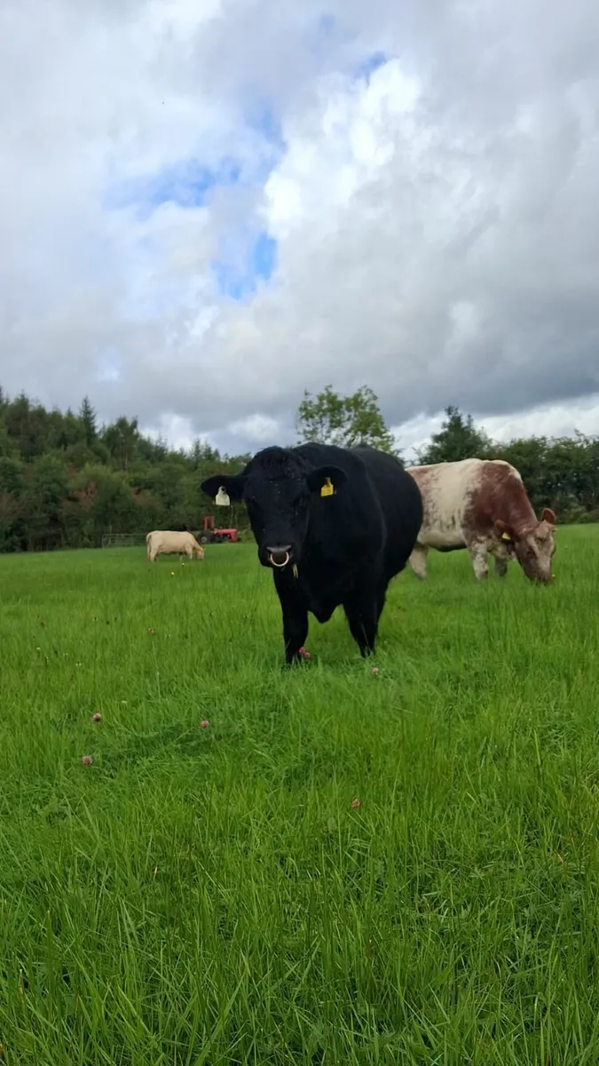 Purebred Angus Bull - Image 1