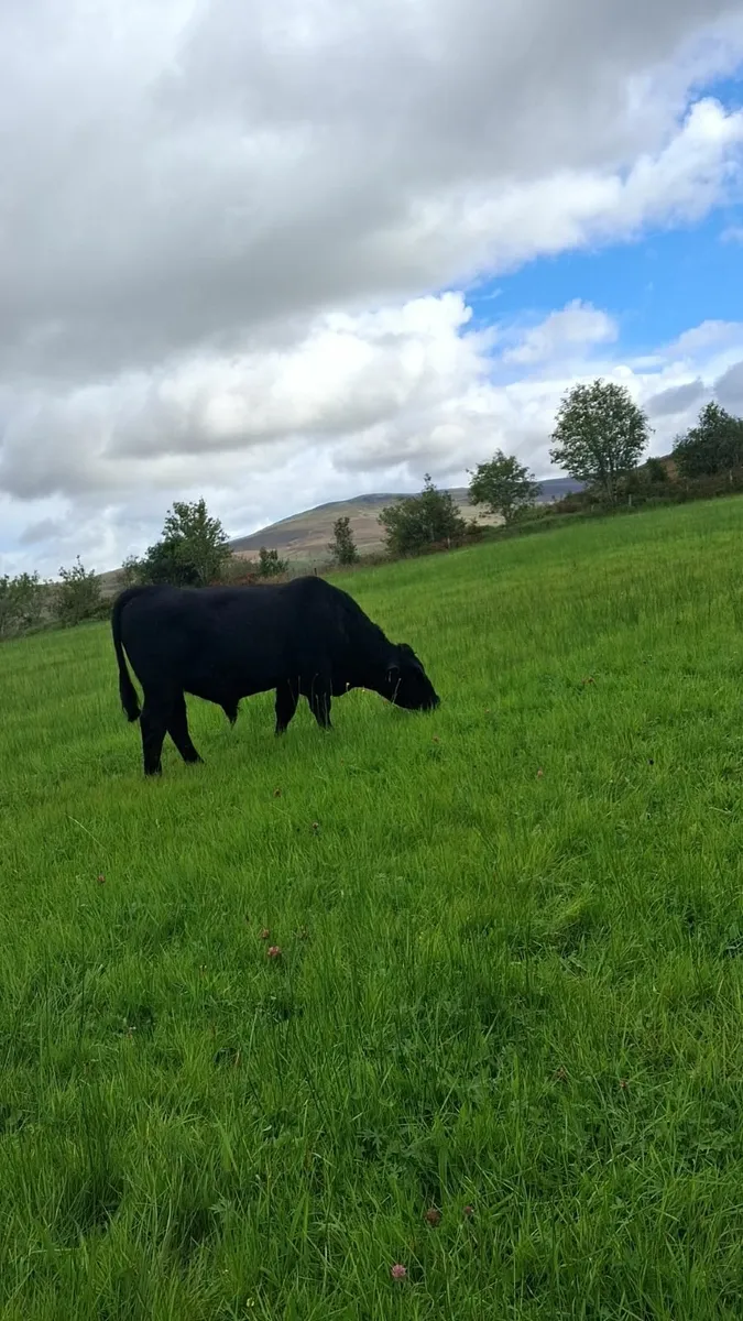 Purebred Angus Bull - Image 2