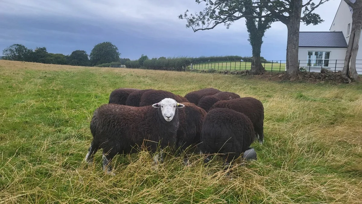 PBNR Herdwick Ram Lambs - Image 3