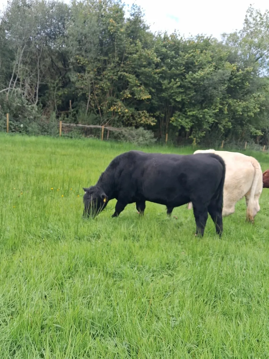 Purebred Angus Bull - Image 3