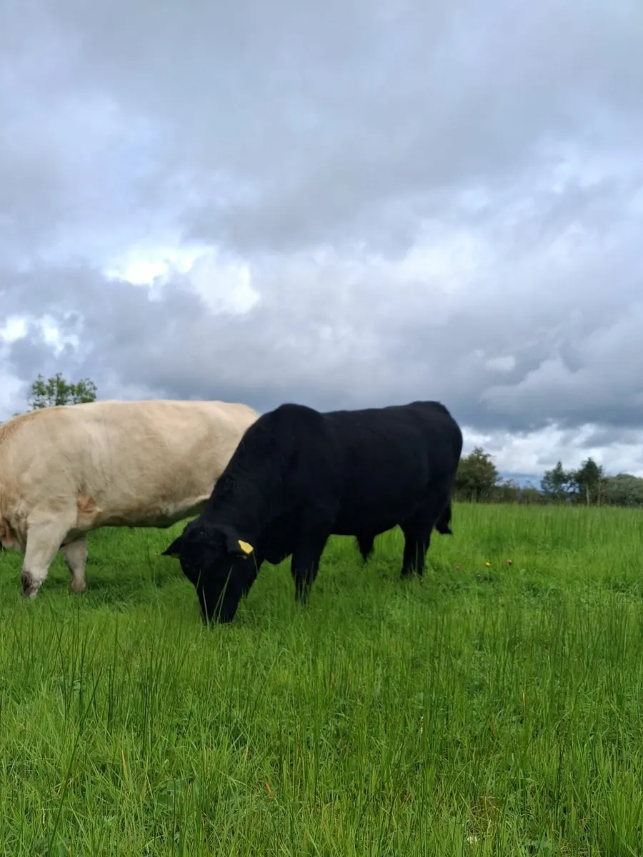 Purebred Angus Bull - Image 4