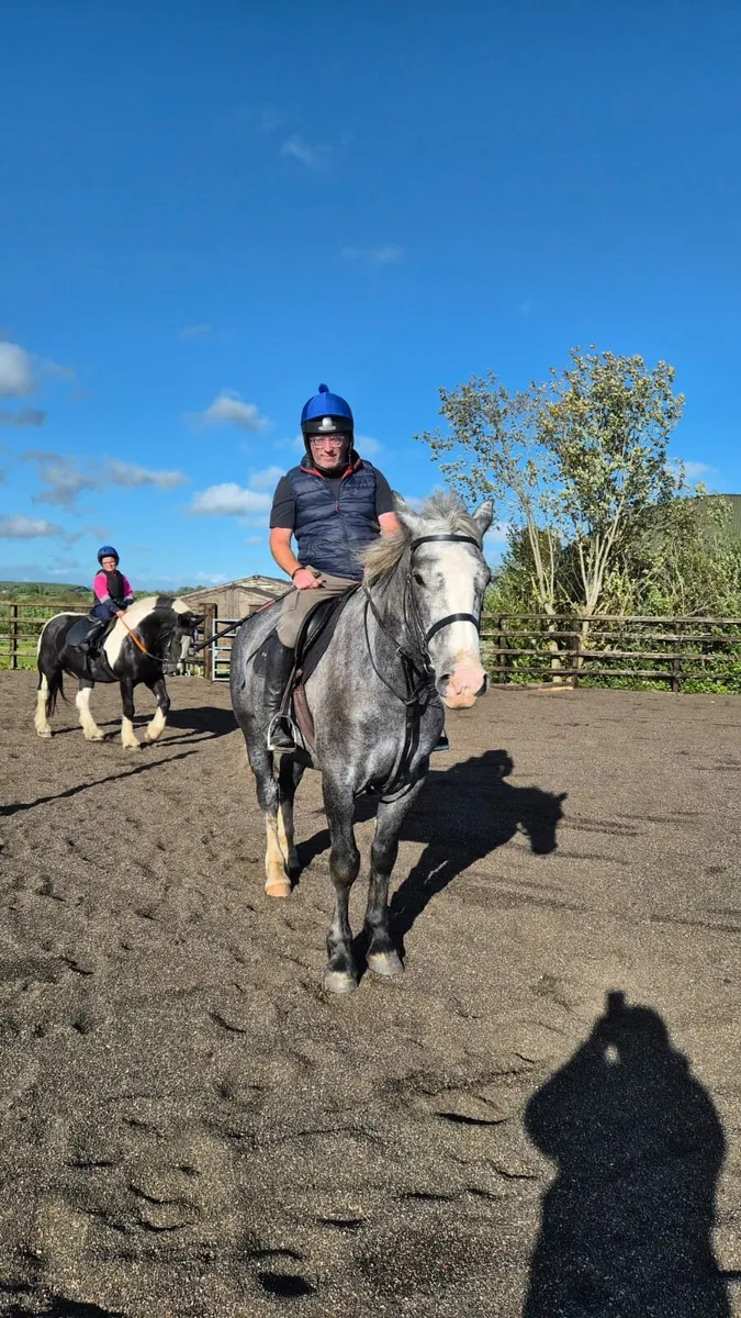 5yr Old Grey Gelding - Image 4