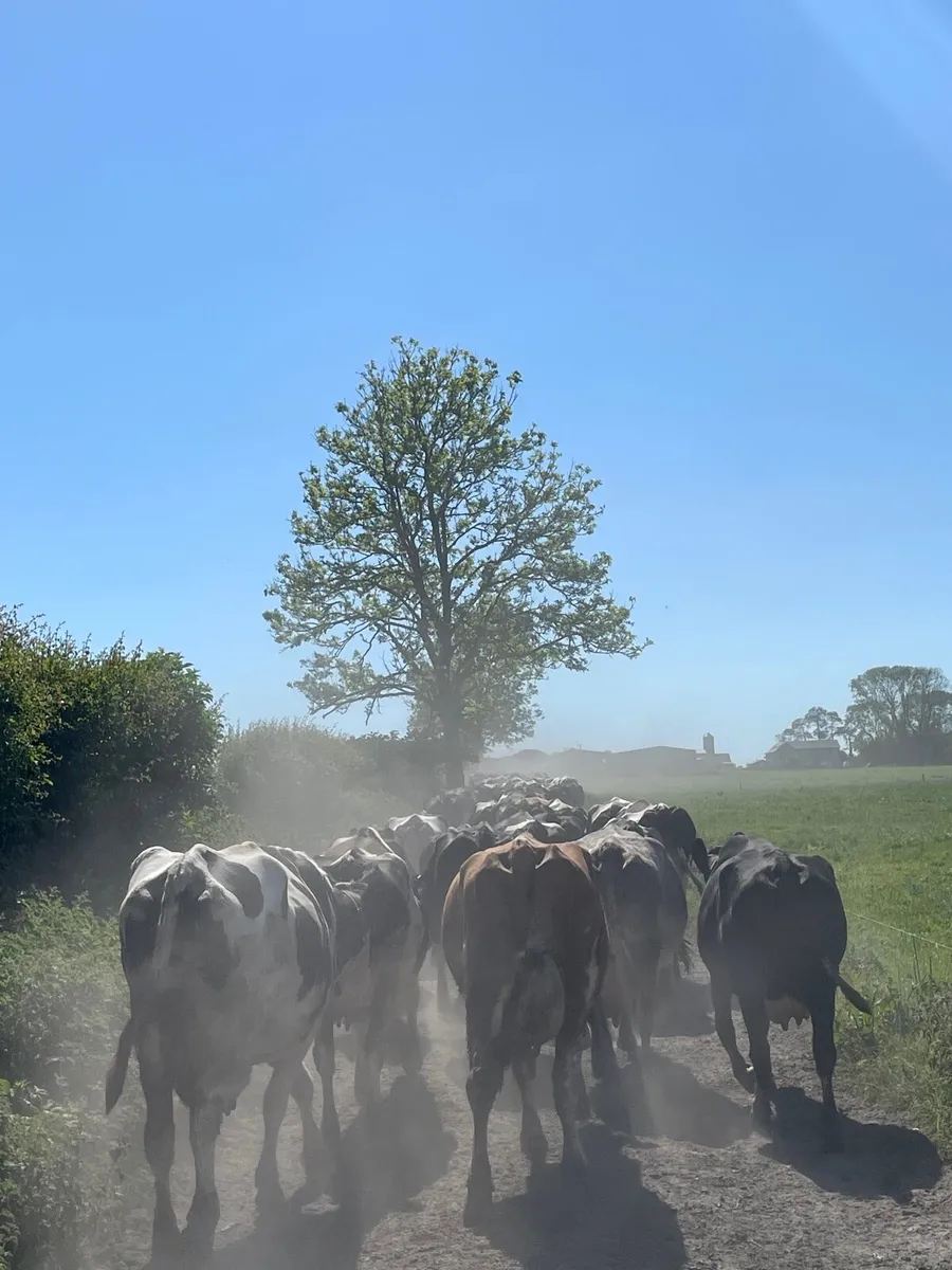 Relief Milker/Labourer