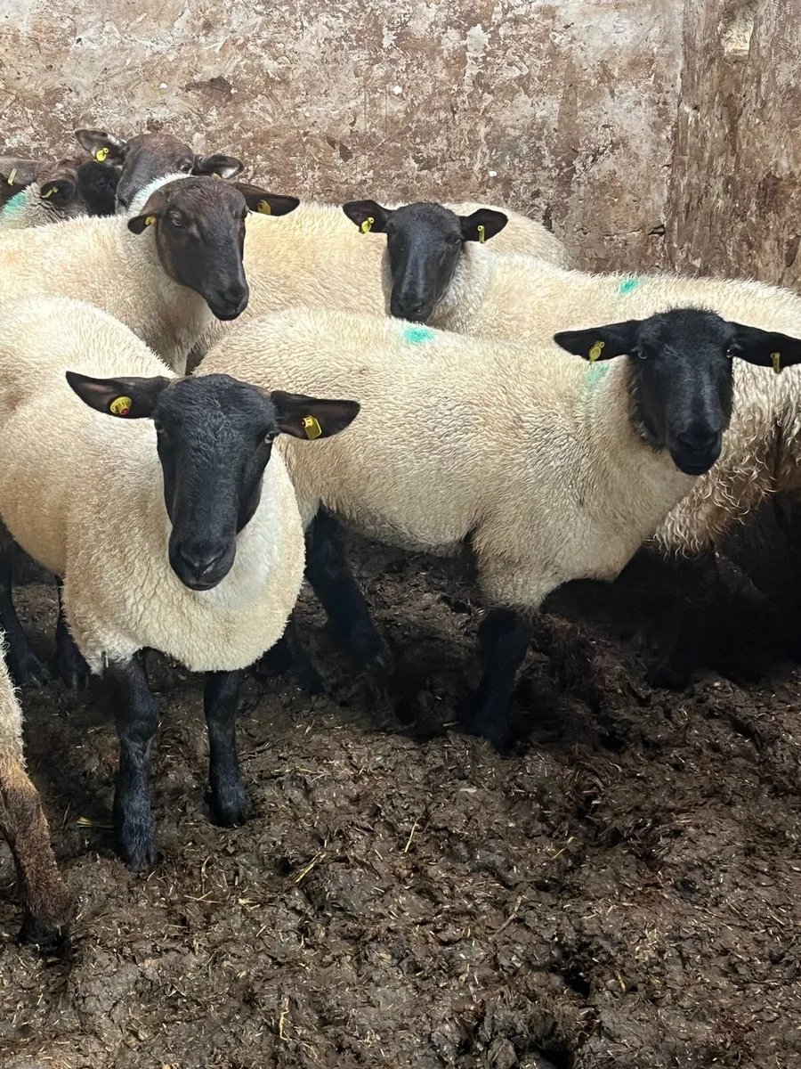 Ewe hoggetts - Image 2