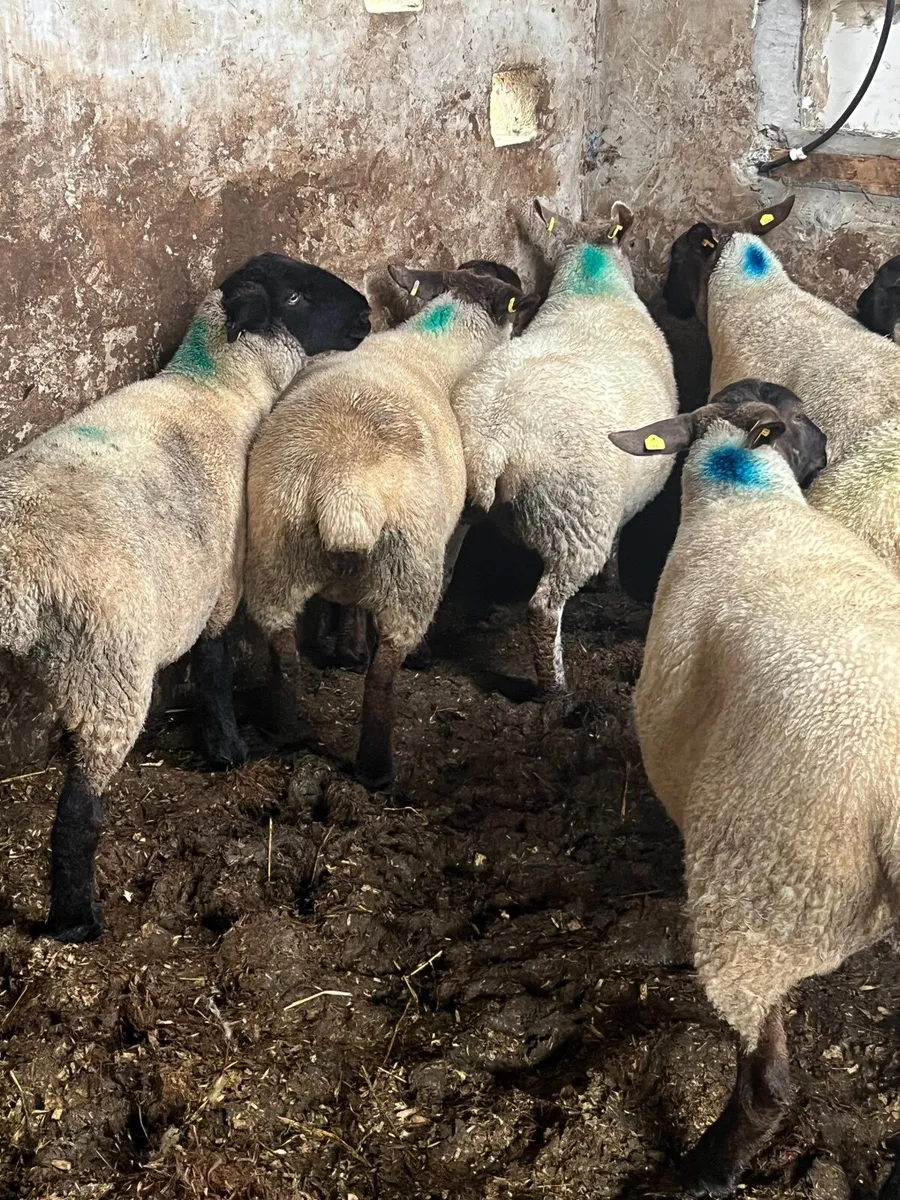 Ewe hoggetts - Image 1