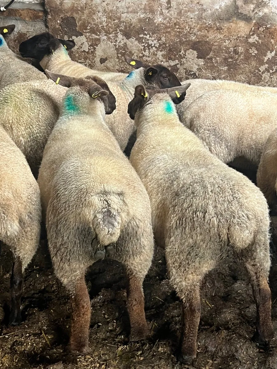 Ewe hoggetts - Image 3