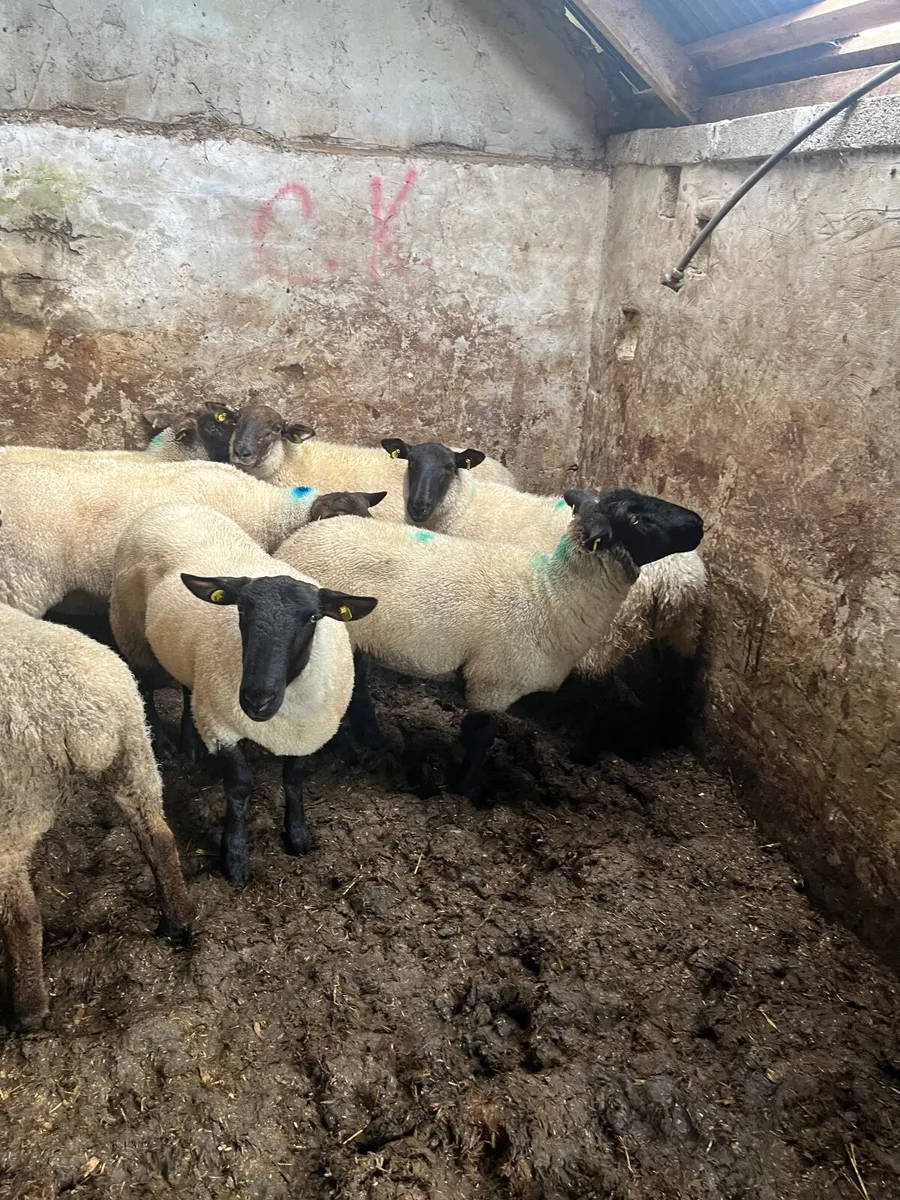 Ewe hoggetts - Image 4