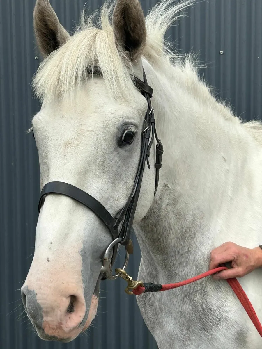 3 Yr old Horse - Image 1