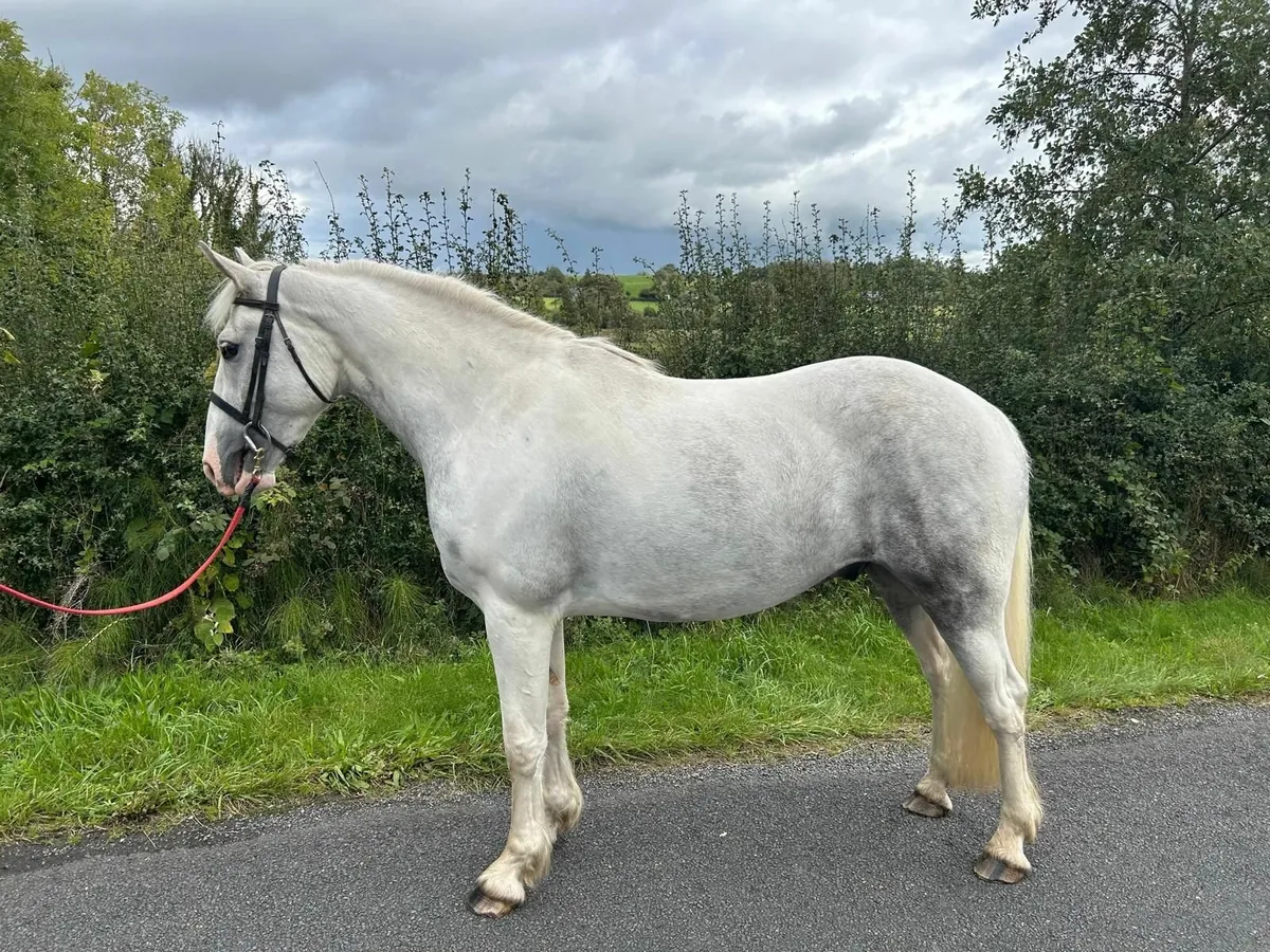3 Yr old Horse - Image 3