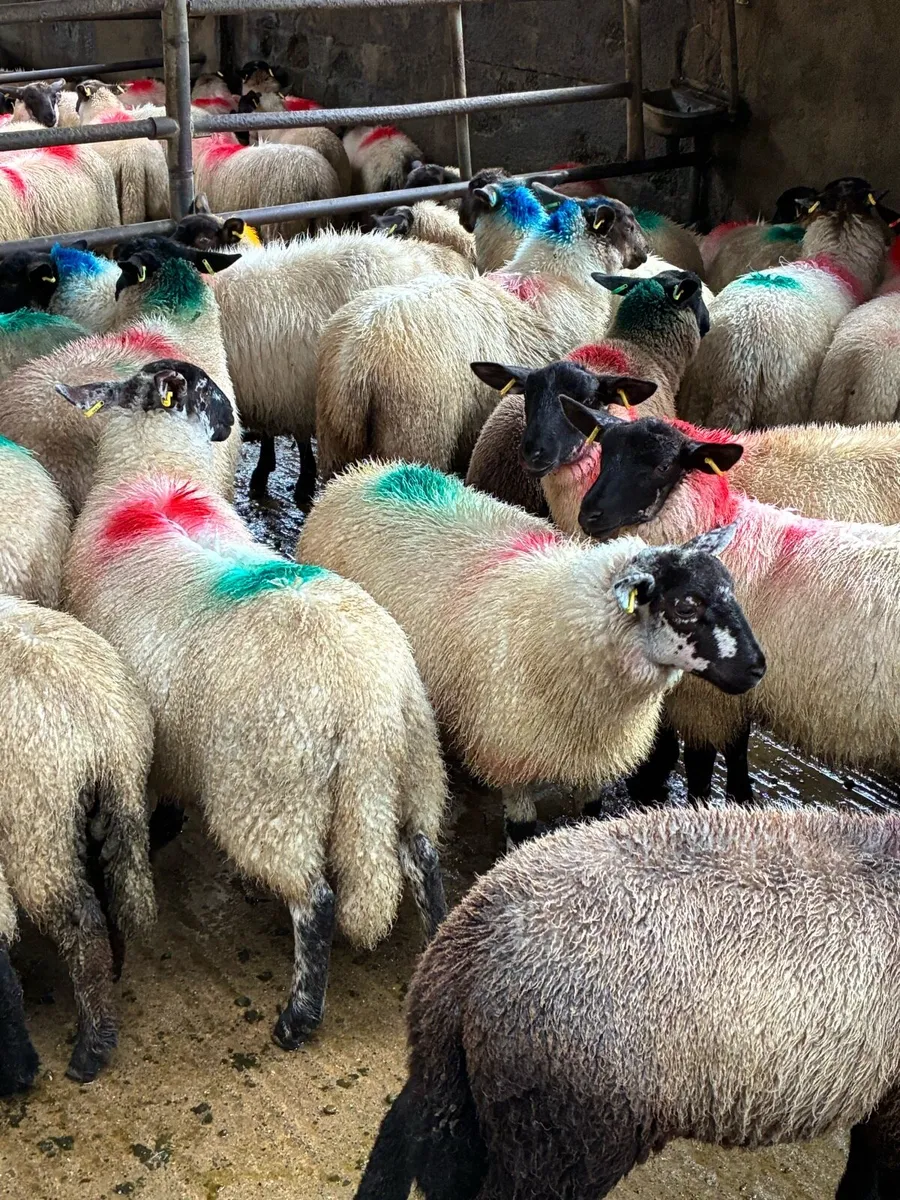 Suffolk x Ewe lambs - Image 1