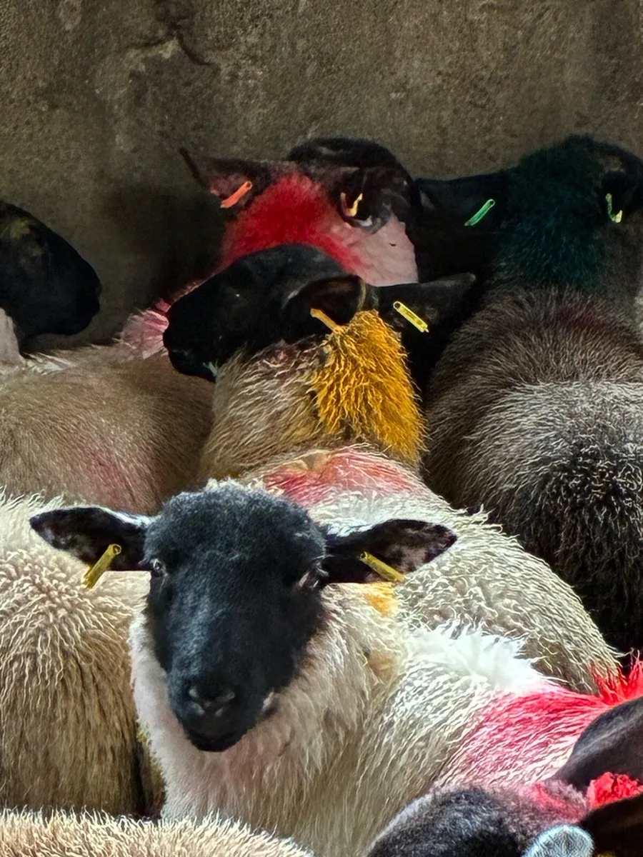 Suffolk x Ewe lambs - Image 2