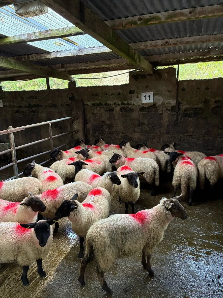 Suffolk x Ewe lambs - Image 3