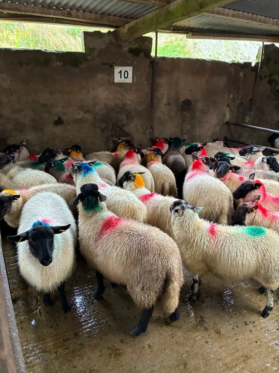 Suffolk x Ewe lambs - Image 4