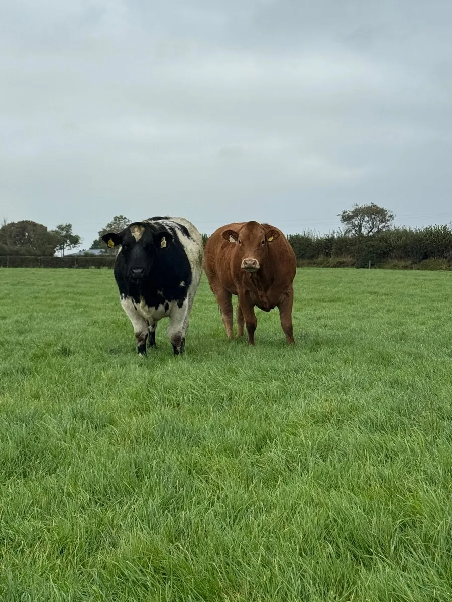 Breeding heifers - Image 2