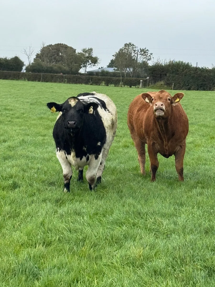 Breeding heifers - Image 3