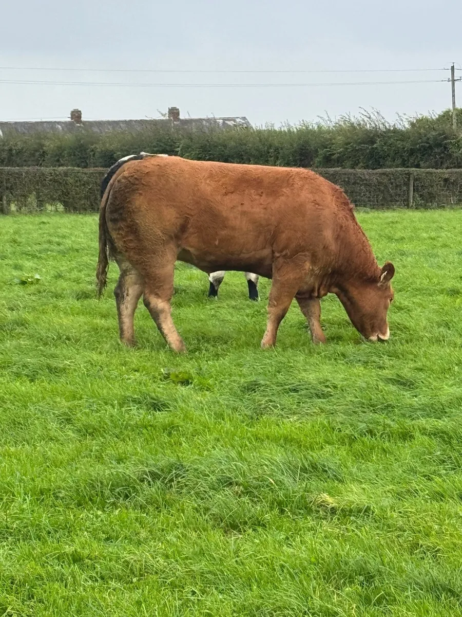 Breeding heifers - Image 4
