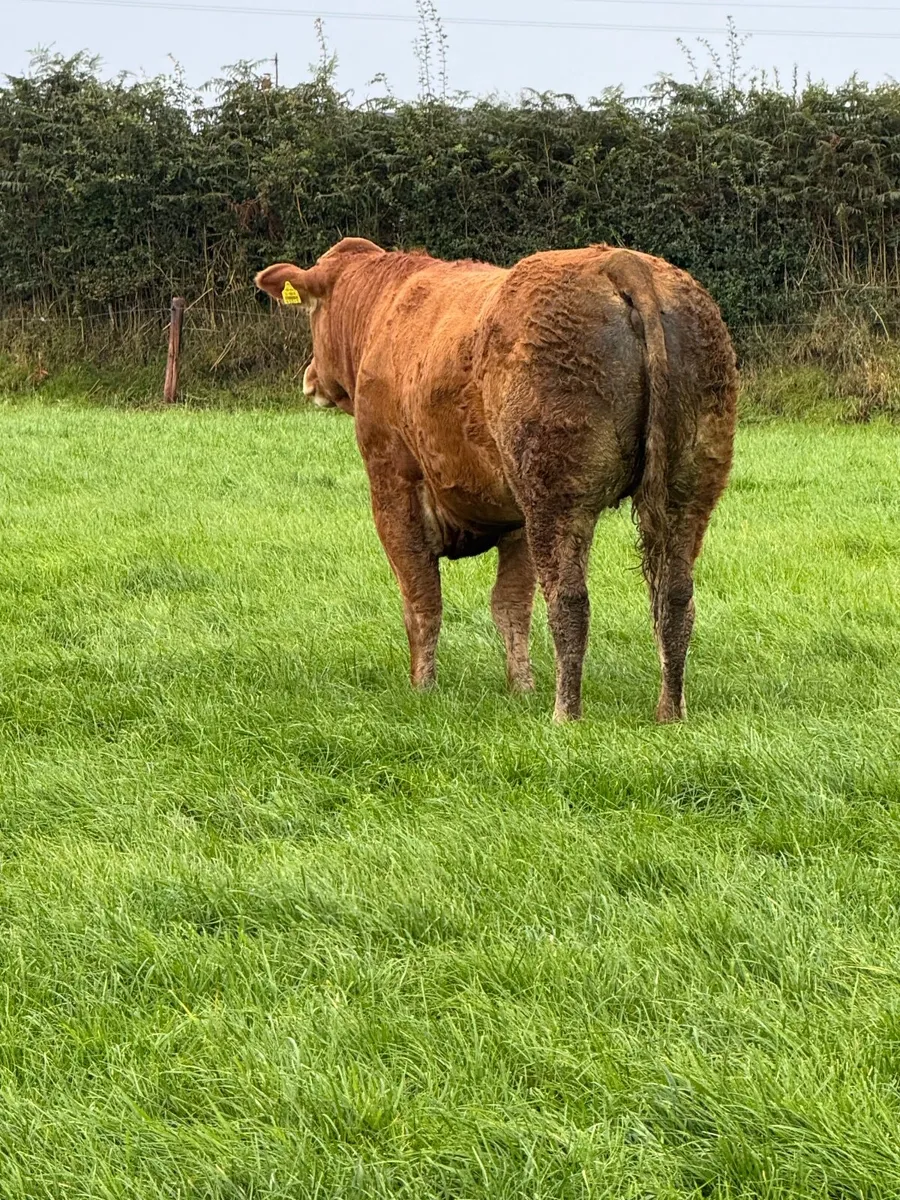 Breeding heifers - Image 1