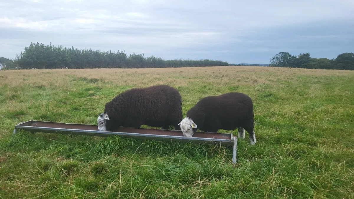 PBNR Herdwick Ram Lambs - Image 4