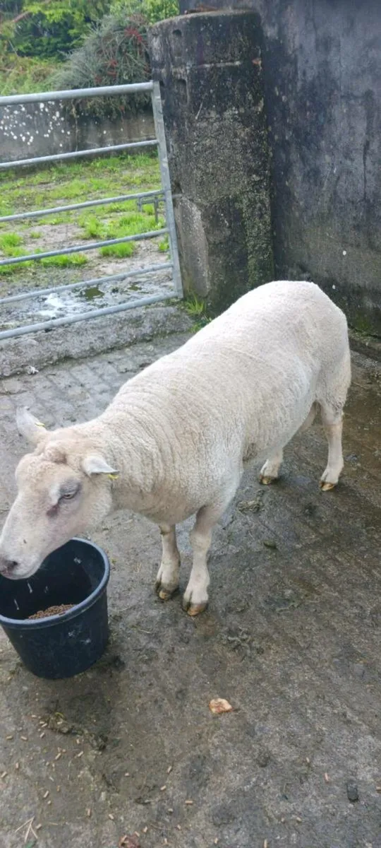 Charolais ram - Image 1