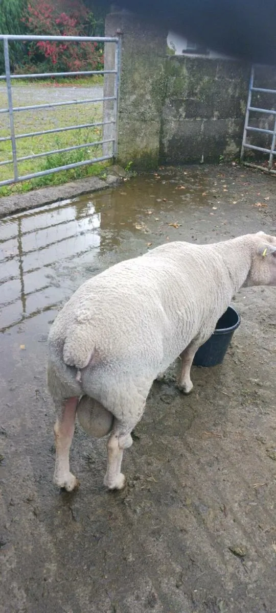 Charolais ram - Image 2