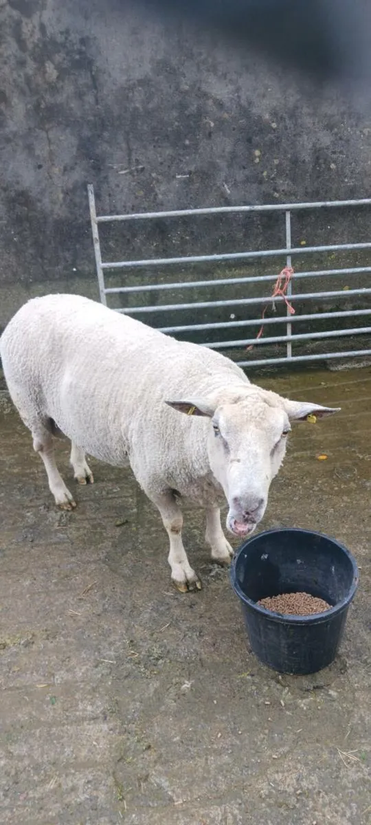 Charolais ram - Image 3