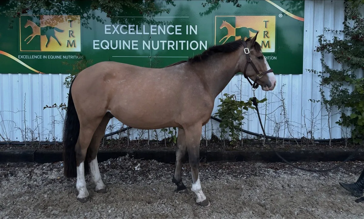 Smashing 14.2 4 year old gelding - Image 1