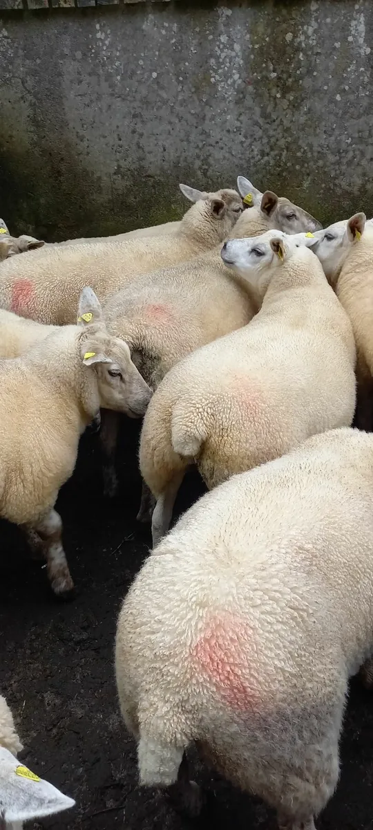 Ballinasloe Mart 18 Sept Texel x hogget's - Image 2