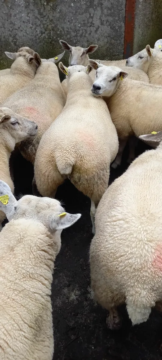Ballinasloe Mart 18 Sept Texel x hogget's - Image 4