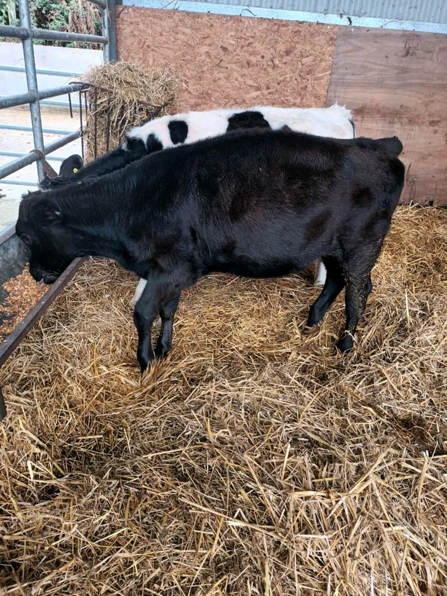AA and FR Weanlings - Image 1
