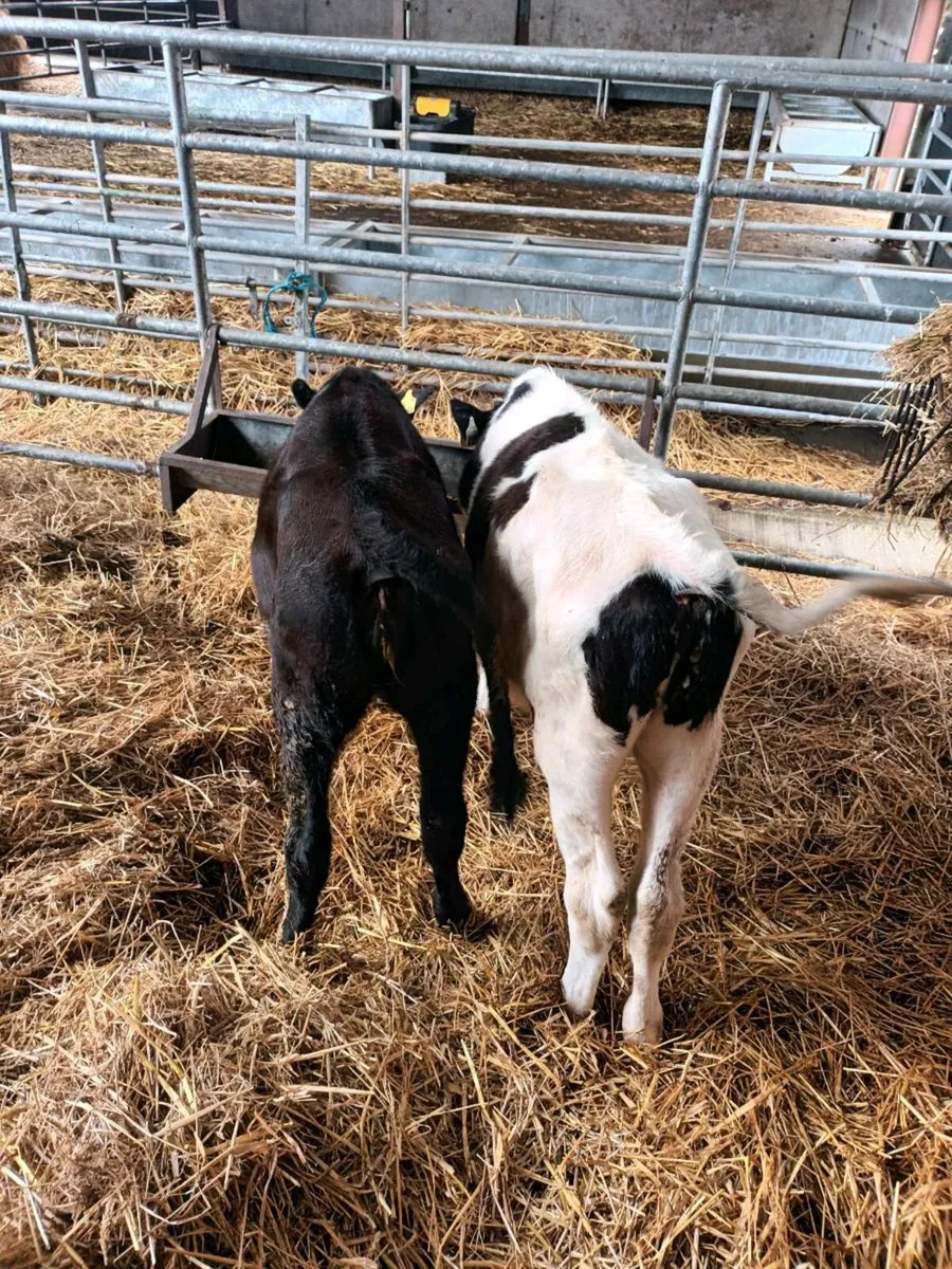 AA and FR Weanlings - Image 2