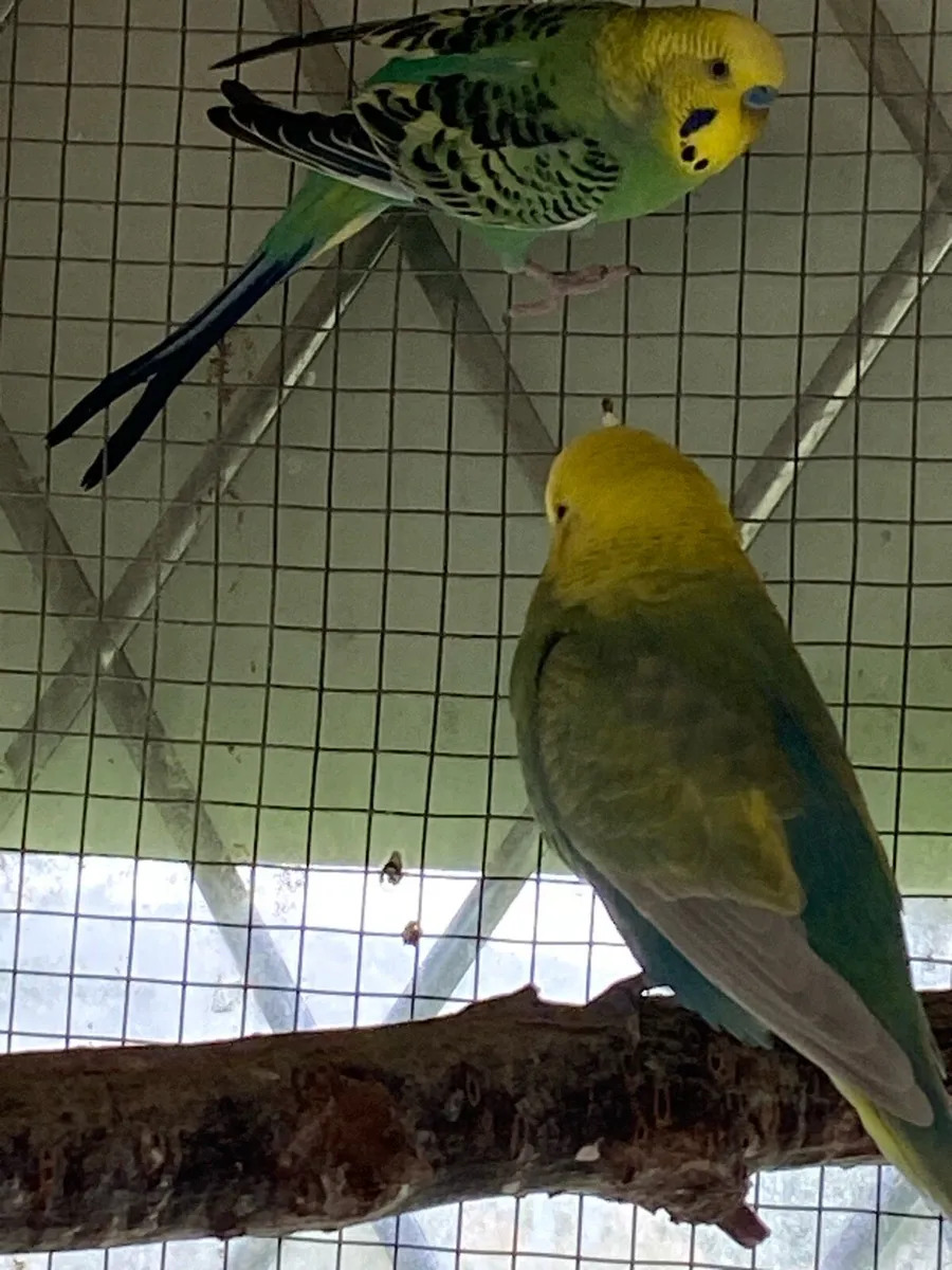 Beautiful Coloured Budges - Image 2